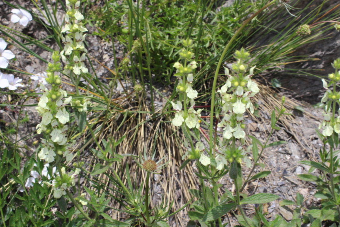 Stachys recta subsp. grandiflora / Stregona gialla